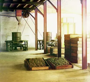 Georgia Asia Prints: Tea factory in Chakva; tubs and baskets with fragrant tea