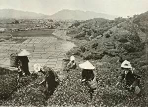 Rice Paddy Gallery: Tea on the Hills and Rice on the Plains, 1910. Creator: Herbert Ponting
