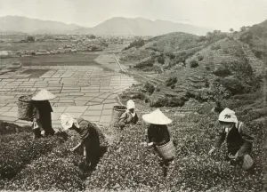Tea on the Hills and Rice on the Plains, 1910. Creator: Herbert Ponting