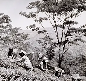 Baskets Prints: Tea pickers, Tista Valley Tea Gardens, Darjeeling District, 1950s-60s. Creator: Unknown