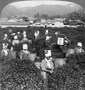 Images Dated 15th January 2008: Tea-picking in Uji, Japan, 1904.Artist: Underwood & Underwood