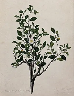 Evergreen Prints: Tea plant (Camellia sinensis): flowering stem. Creator: Unknown