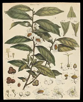 Evergreen Prints: Tea plant (Camellia sinensis): flowering stem. Creator: Unknown