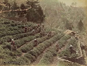 Plantation Prints: Tea Plantation, 1870s-1890s. Creator: Kusakabe Kimbei