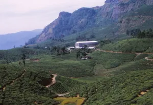 Nuwara Eliya Prints: Tea Plantation and Factory, North of Nuwara Eliya