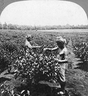 Tea Plant Gallery: A tea plantation, Java, Indonesia, 1902.Artist: CH Graves