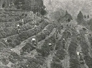 Kinki Prints: A tea plantation outside the town, Kobe, Japan, 1895. Creator: Unknown