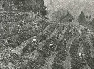 Bushes Gallery: A tea plantation outside the town, Kobe, Japan, 1895. Creator: Unknown