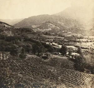 Georgia Asia Prints: Tea plantations, Chakva, between 1905 and 1915