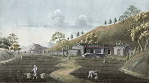 Republic Of China Gallery: Tea planting, China, 19th century