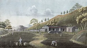 Republic Of China Gallery: Tea planting, China, 19th century