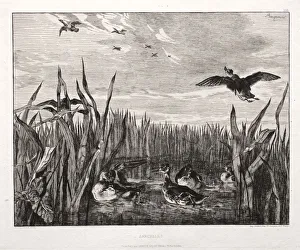 1833 1914 Prints: Teals, 1853 (printed 1864). Creator: Felix Bracquemond (French, 1833-1914); Cadart