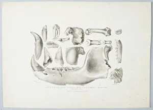 Teeth Prints: Teeth and Bones Found in Kent's Hold