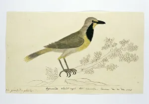 Endemic Prints: Telephorus zeylonus (Bokmakierie), 1778. Creator: Robert Jacob Gordon