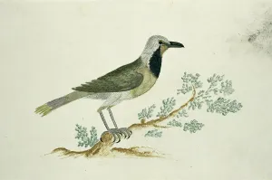 Watchfulness Prints: Telephorus zeylonus (Bokmakierie), c.1778. Creator: Robert Jacob Gordon