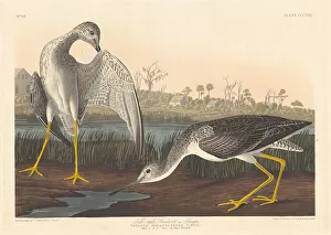 Wading Bird Gallery: Tell-tale Godwit, 1836. Creator: Robert Havell