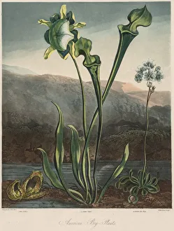 The Temple of the Flora: American Bog Plants. Creator: Thomas Sutherland (British