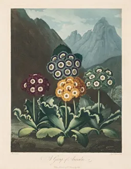 The Temple of Flora, or Garden of Nature: A Group of Auriculas, 1803