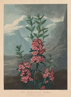 Robert John Thornton British Prints: The Temple of Flora, or Garden of Nature: The Narrow-leaved Kalmia, Mountain Laurel, 1804