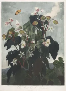 The Temple of Flora, or Garden of Nature: The Obique-leaved Begonia, 1800. Creator