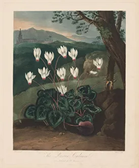 Robert John Thornton British Prints: The Temple of Flora, or Garden of Nature: The Persian Cyclamen, 1799-1807. Creator