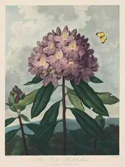 The Temple of Flora, or Garden of Nature: The Pontic Rhododendron, 1799-1807. Creator
