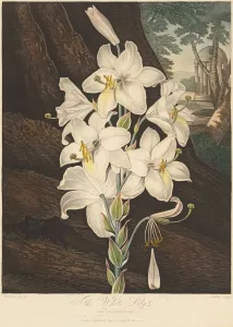 The Temple of Flora; or Garden of Nature: White Lily with Variegated Leaves... 1800
