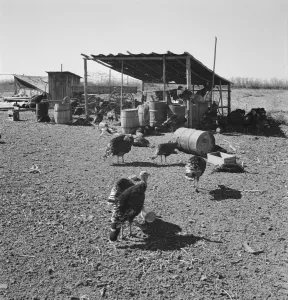 Temporary buildings on Williams new farm, Dead Ox Flat, Malheur County, Oregon, 1939. Creator: Dorothea Lange Temporary buildings on Williams new farm, Dead Ox Flat, Malheur County, Oregon, 1939. Creator: Dorothea Lange