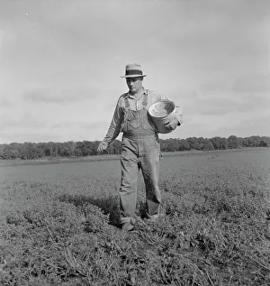 Workwear Prints: Tenant farmer spreading grasshopper bait, Oklahoma, 1937. Creator: Dorothea Lange