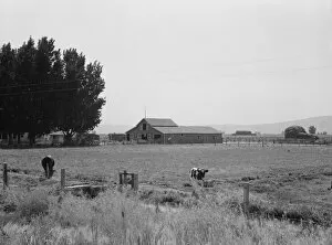 On tenant purchase program, west of Toppenish, Yakima Valley, Washington, 1939. Creator: Dorothea Lange