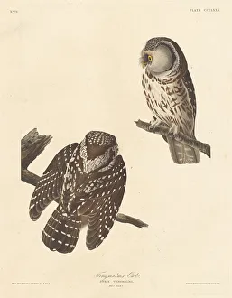 Tengmalms Owl, 1837. Creator: Robert Havell
