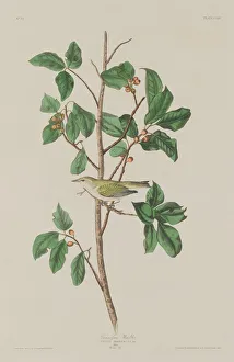 Tennessee Warbler, 1832. Creator: Robert Havell