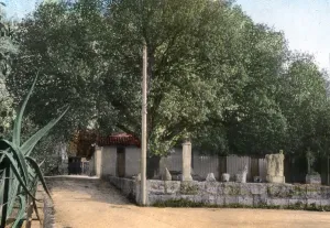 Images Dated 5th October 2007: Terebinth tree, Hammam Meskoutine, Algeria