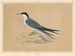 Sternidae Prints: Tern, (Sternidae), c1850, (1856)