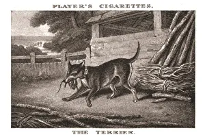 Samuel Howitt Prints: The Terrier, (1924). Creator: Unknown