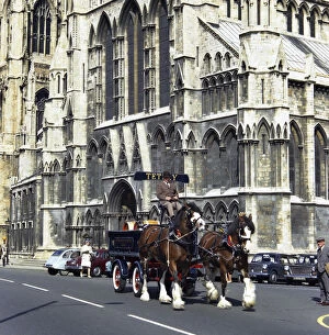 Shire Horse Gallery: Tetley shire horses outside York Minster, North Yorkshire, 1969. Artist: Michael Walters
