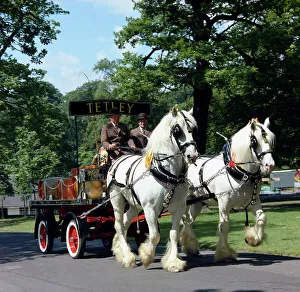Tetley shire horses, Roundhay Park, Leeds, West Yorkshire, 1968. Artist: Michael Walters