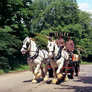 Tetley shire horses, Roundhay Park, Leeds, West Yorkshire, 1968. Artist: Michael Walters