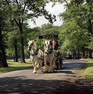 West Yorkshire Gallery: Tetley shire horses, Roundhay Park, Leeds, West Yorkshire, 1968. Artist: Michael Walters