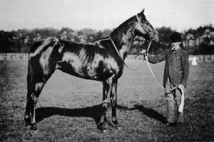 Trainer Prints: Thais, 1911