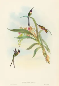 Tharmastura enicura (Slender Shear-Tail). Creators: John Gould, Henry Constantine Richter Tharmastura enicura (Slender Shear-Tail). Creators: John Gould, Henry Constantine Richter