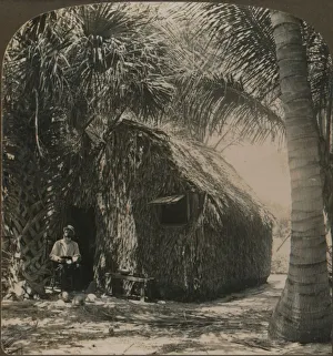 Stereogram Prints: Thatched Cottage in Cocoanut Grove, Florida, U. S. A. c1900