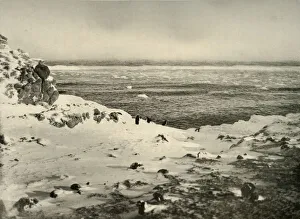 Penguin Prints: The Last of the Penguins Just Before Their Migration in March, c1908, (1909)