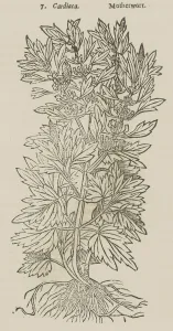 Theatrum Botanicum, the Theatre of Plants or An Universal and Compleat Herball. 1640. Creator: Unknown