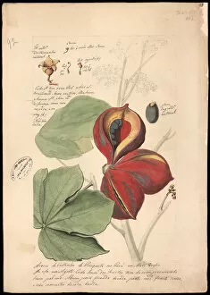 Botanical Illustration Gallery: Theobroma bicolor, 1785. Creator: Freire, JoséJoaquim (1760-1847)