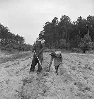 Thirteen year old daughter of Negro sharecropper planting... near Olive Hill, North Carolina, 1939