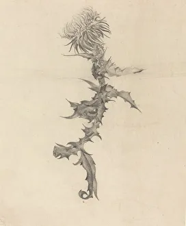 Thistle Prints: Thistle, 1890s. Creator: Karel Vitezslav Masek
