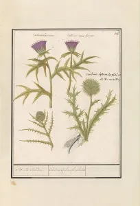 Globe Artichoke Prints: Thistle (Carduus) and Artichoke (Cynara cardunculus)