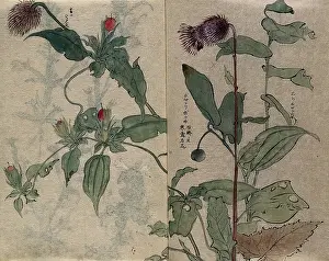 Indigestion Prints: A thistle flower and fruiting plant. Creator: Unknown