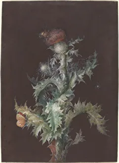 Thistle Prints: Thistle with Insects, c. 1755. Creator: Johann Christoph Dietzsch